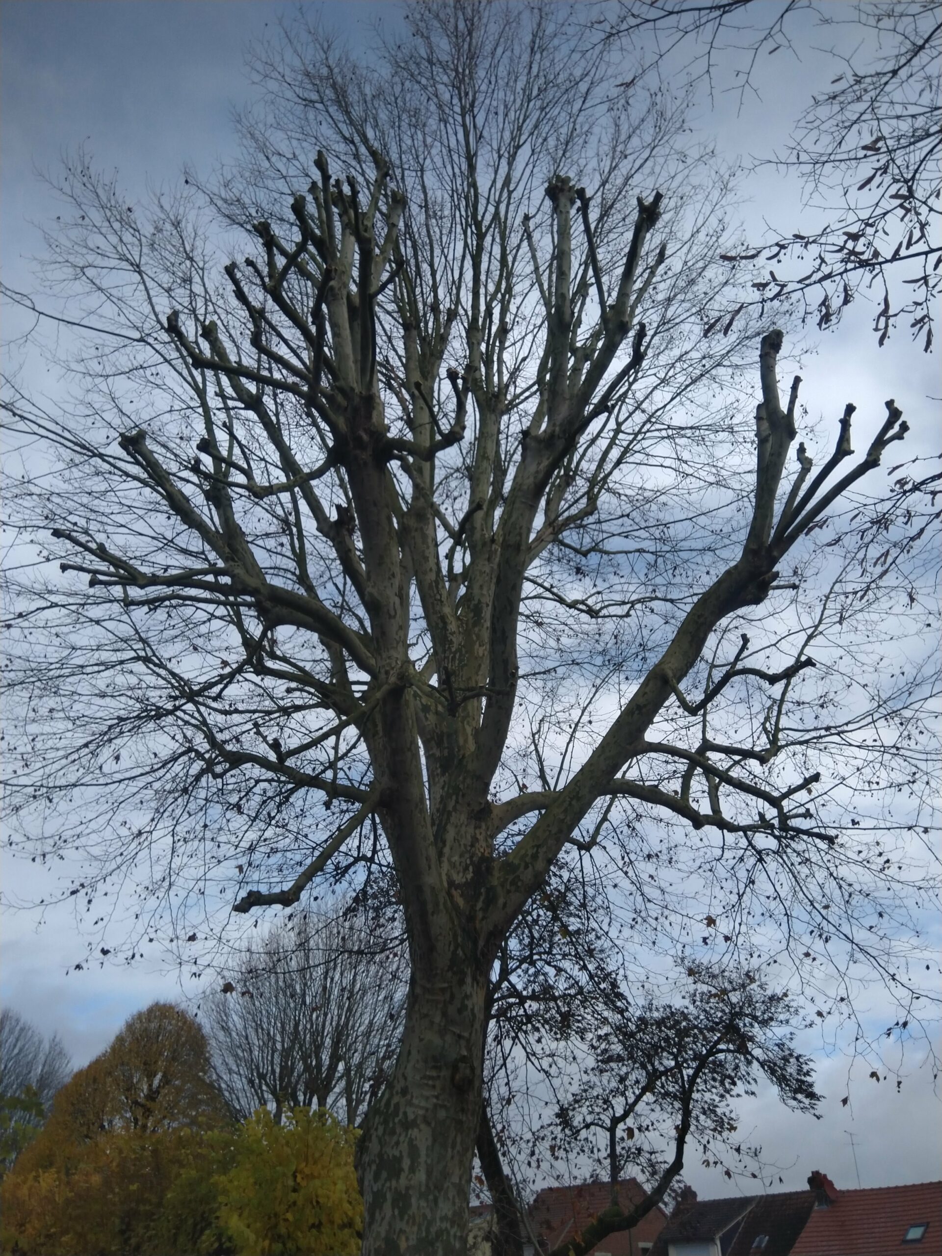 Phoenix Élagage taille arbre